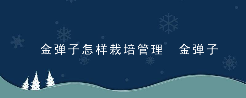 金弹子怎样栽培管理 金弹子如何栽培管理